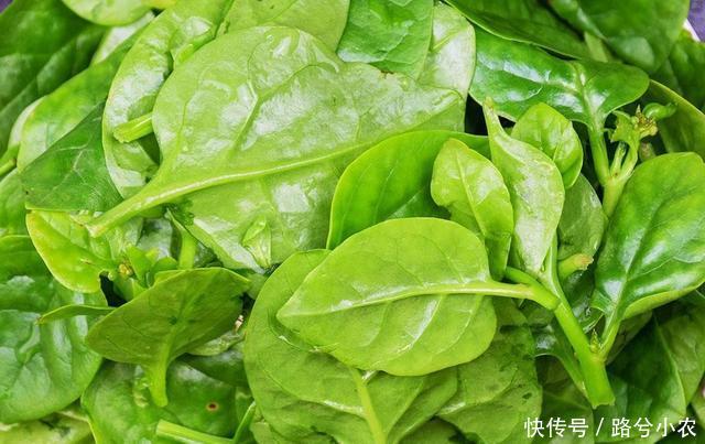 木耳菜营养高,口感爽脆如木耳!种植利润高,亩产