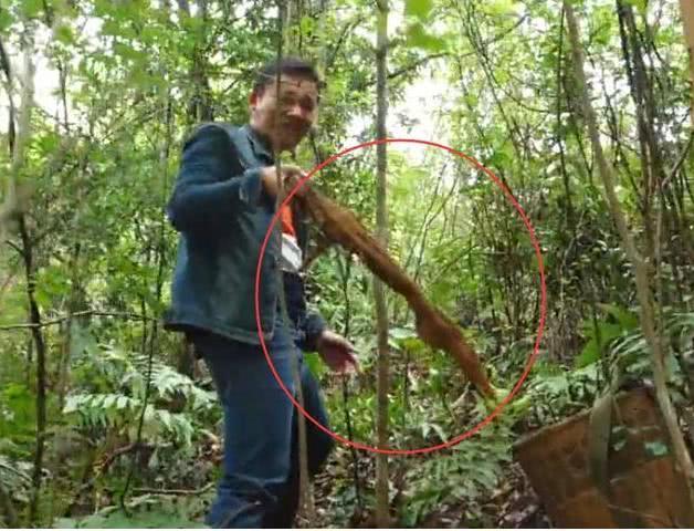 农村小伙为了挖这个宝贝,锄头都挖断了!村里人都称其为“神器”