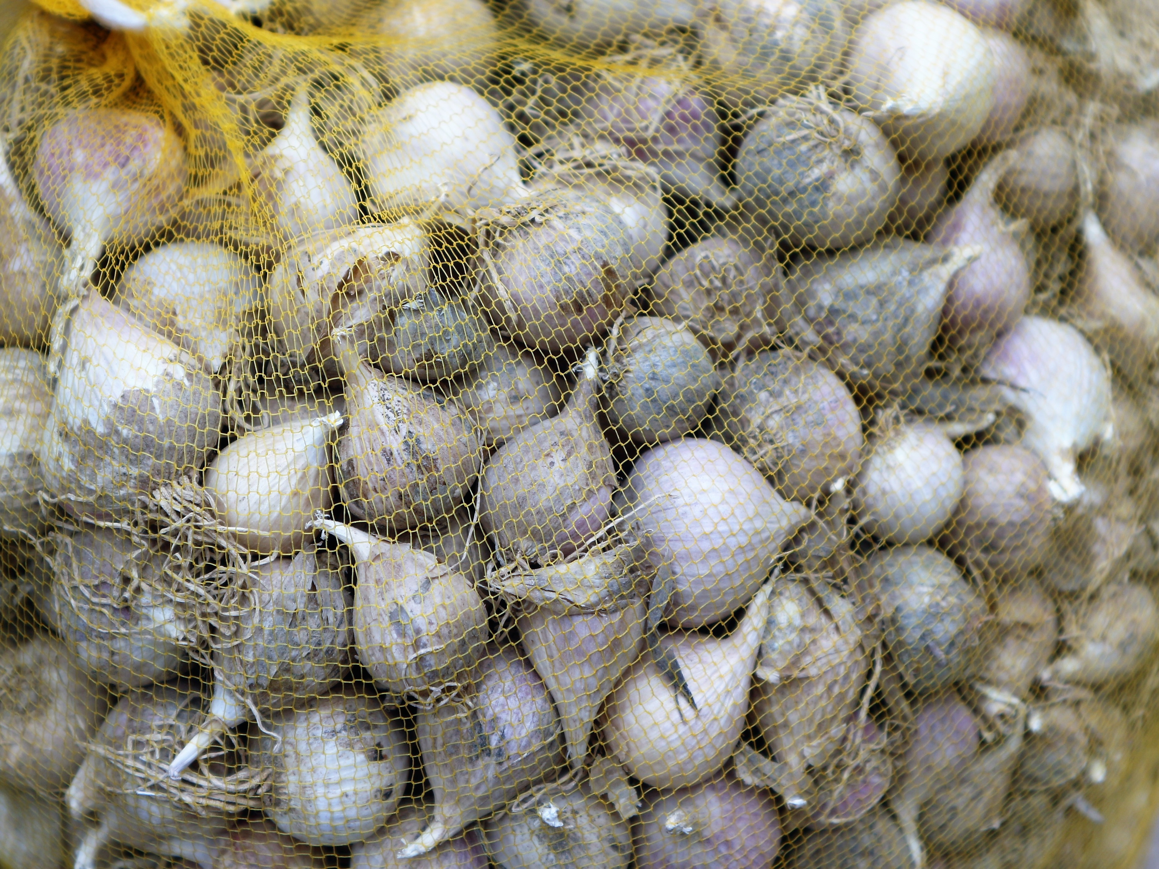 卖一种大蒜价格高出三倍,日销100斤,有窍门吗