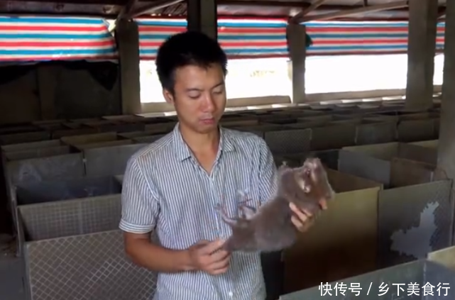 华农兄弟:这只竹鼠光吃不长肉,为了节省成本,只好拿去河边烤了 新世纪娱乐平台