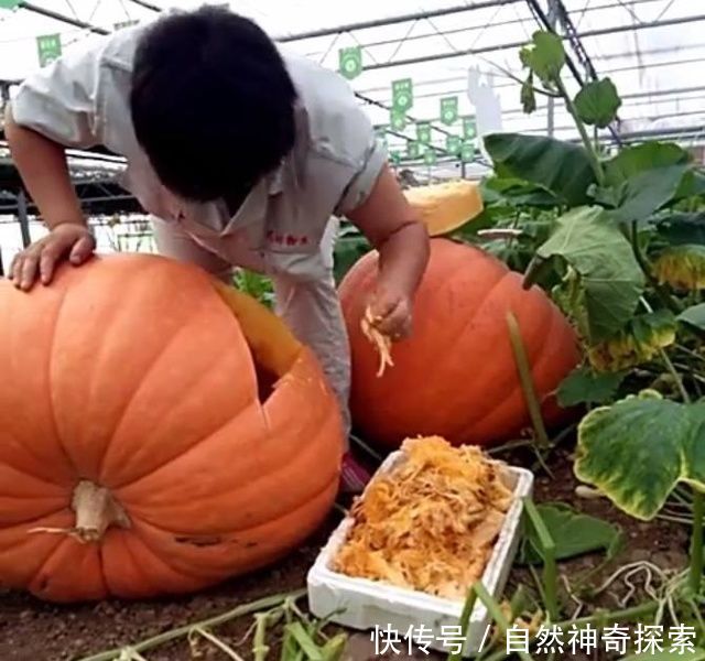 农民每年辛苦种地，今年意外种出五十斤的南瓜，辛苦终于有了回报