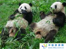 卧龙大熊猫自然保护区