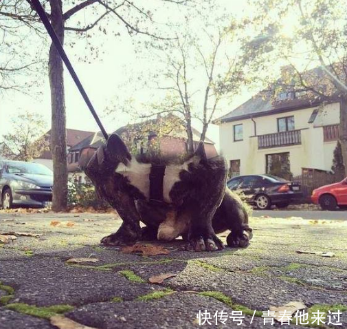 猫这么多脚,小孩的腰也变长了,这些不可思议的