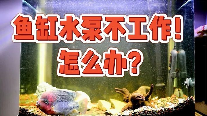 白銀彩鰈魚缸售后維護(hù)