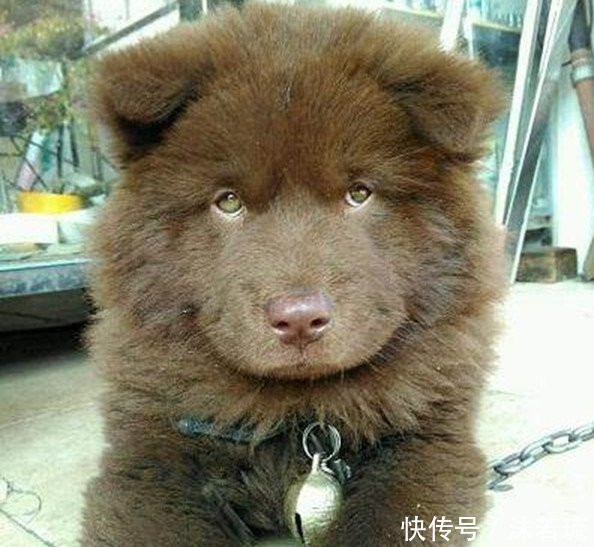 女子上街花150买了一只小土狗,回家养一个月后