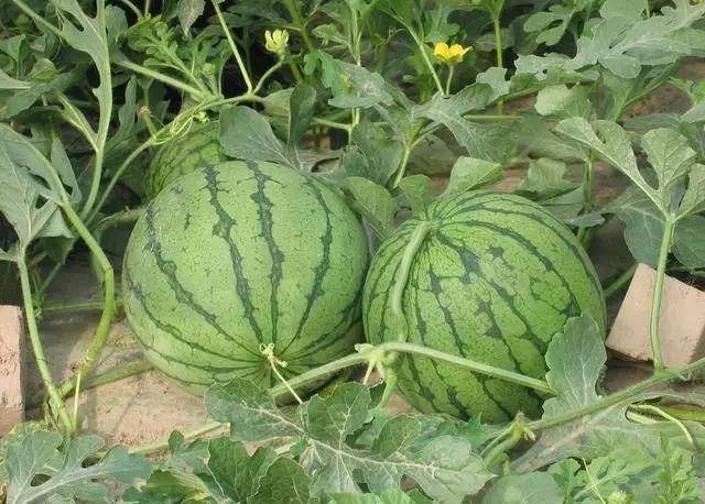 t015945694780d5d207.jpg?size=640x458