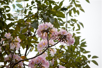 这是什么树,树顶开着成片的粉色花,地点.海南三