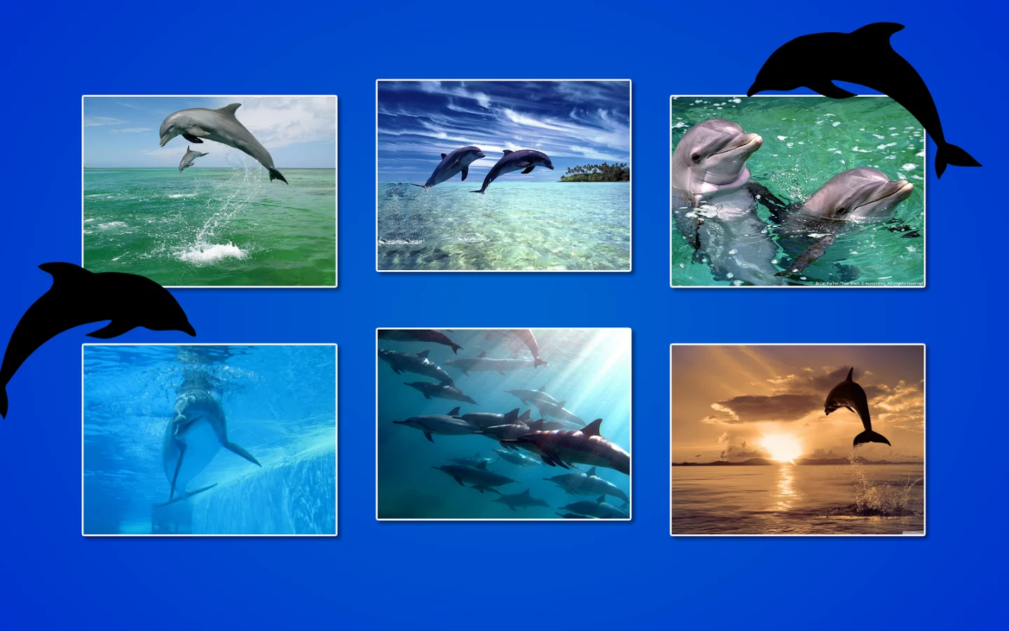 Dolphin Puzzles截图5