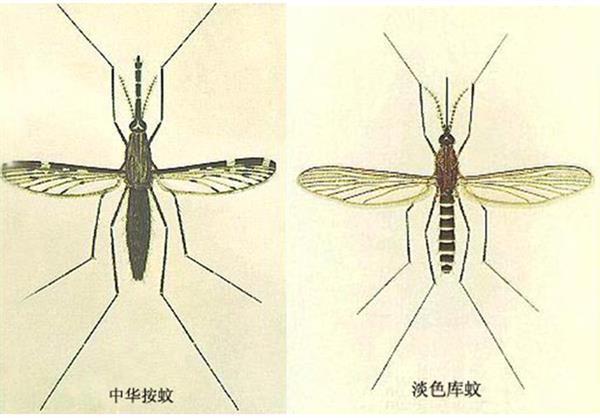 你知道蚊子是怎么“爱”上你的吗？