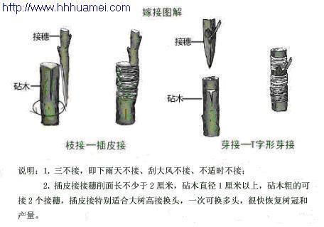 植物怎样嫁接