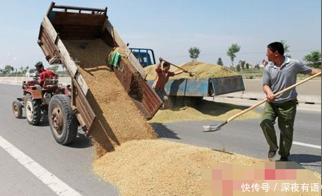 农民公路上晒粮酿成惨祸, 现场拍卖万斤小麦做医药费! 粮多不怕赔