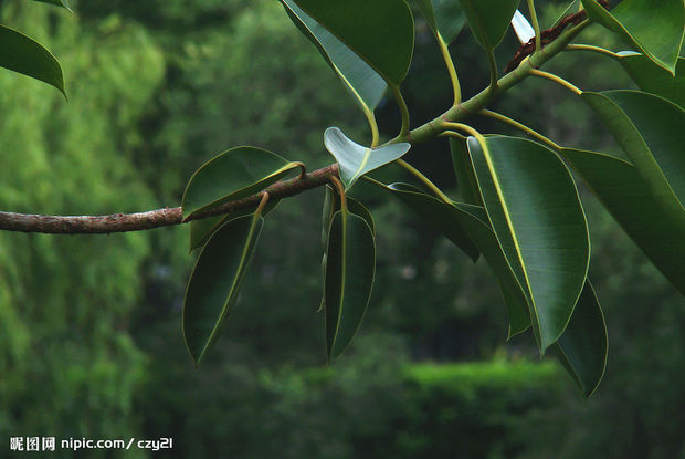 这棵什么树,跟橡皮树很像,但又比它大许多。怎