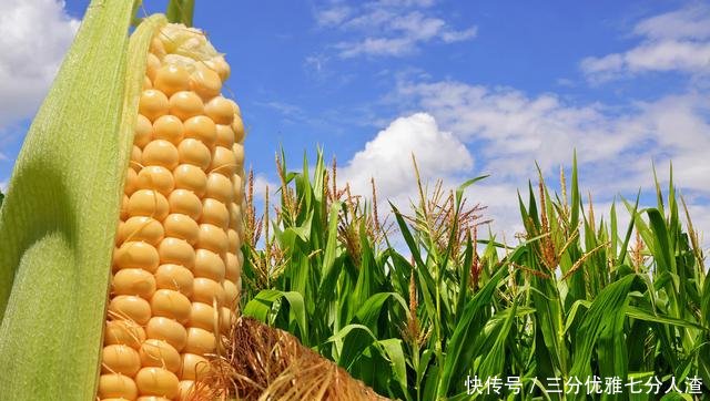 现在玉米收购价多少钱一斤?2019年全国最新价