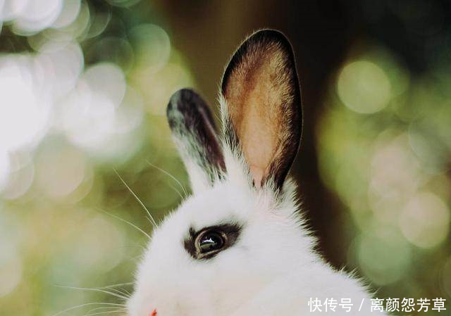 生肖兔5月中旬不得了，财源不断来，势不可挡！