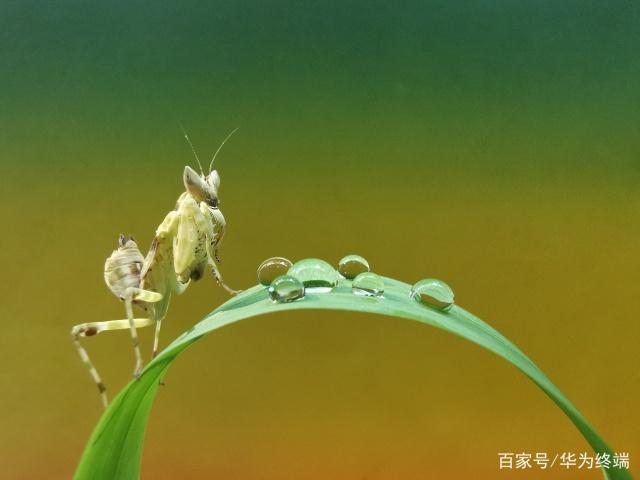 Get这些技巧 HUAWEI P30 Pro六大摄影功才能