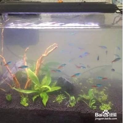 西安市碑林區(qū)孟展水族館（西安市碑林區(qū)孟展水族館地址） 全國(guó)水族館企業(yè)名錄