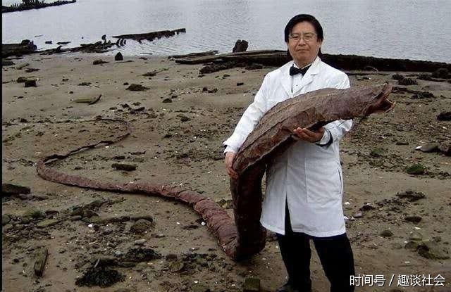 目测这个条状的生物有十几米长,似蛇非蛇,似蛟非蛟.