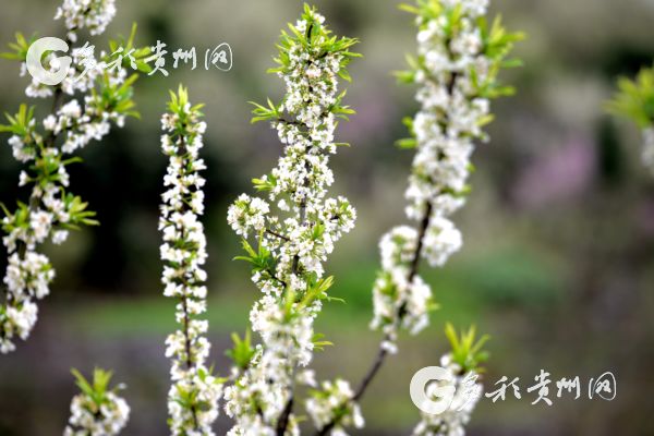 阳春三月!沿河南庄万亩李花吸引着众多游客前来游玩