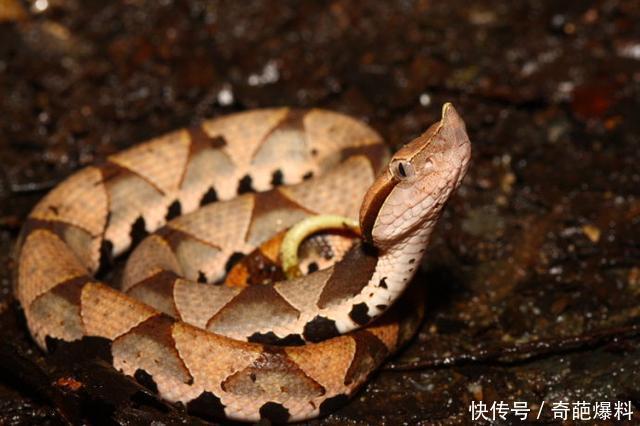 资讯 滚动 正文  尖吻蝮(学名:deinagkistrodon)是蛇亚目蝰蛇科蝮亚科