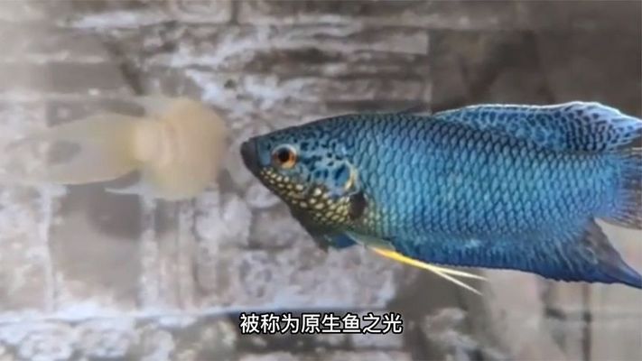 魚缸里面怎么安裝消毒水（魚缸里面怎么安裝消毒水管） 祥龍魚場