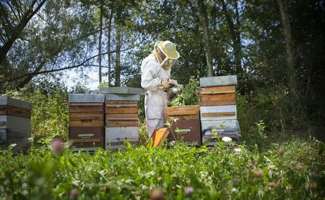 蜜蜂养殖技术|复壮阶段的管理