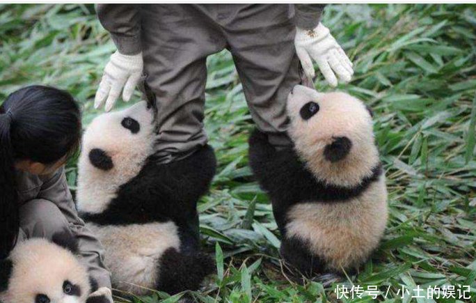 现实版的功夫熊猫上演,成都大熊猫玩菜刀
