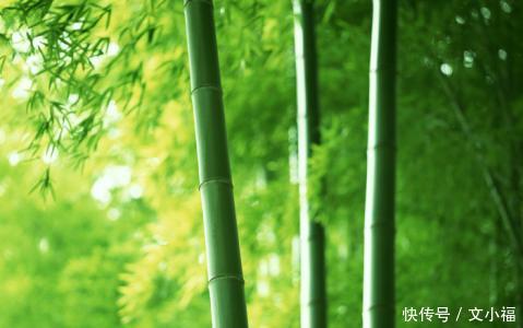 13句关于竹的诗,青翠幽丽,与君共赏