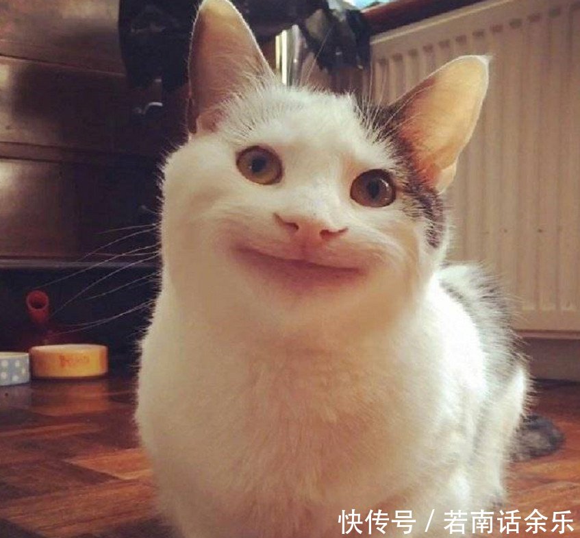 动物界表情a表情的哈士奇,没有v表情的柴犬,还治愈照片包表情图图片