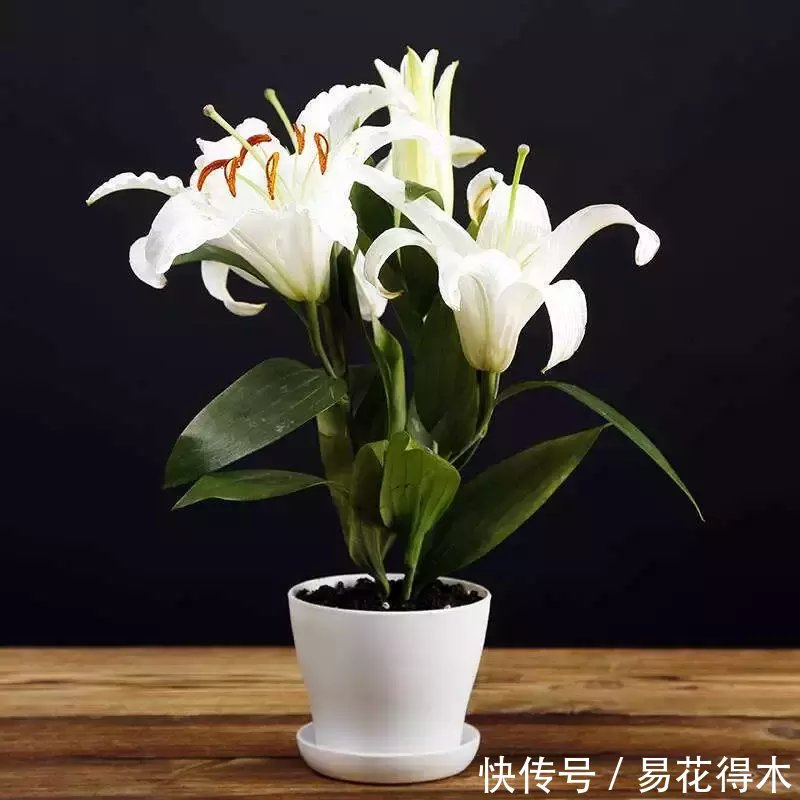 描写百合花诗句
