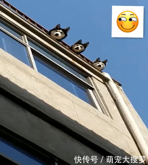 哈关在家里,结果三个二货聚在楼顶,路人笑出鼻涕