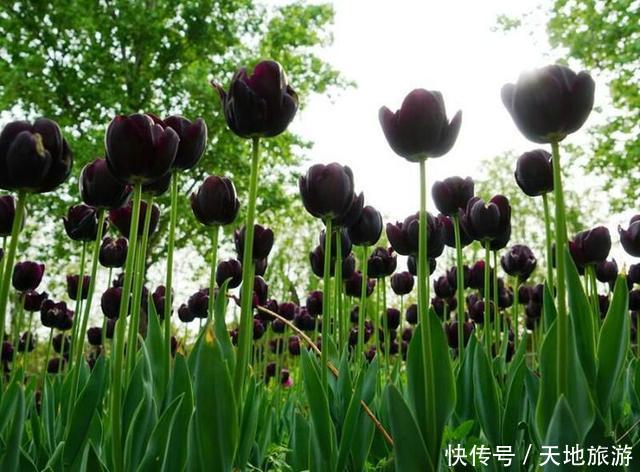 花卉摄影:醉人郁金香