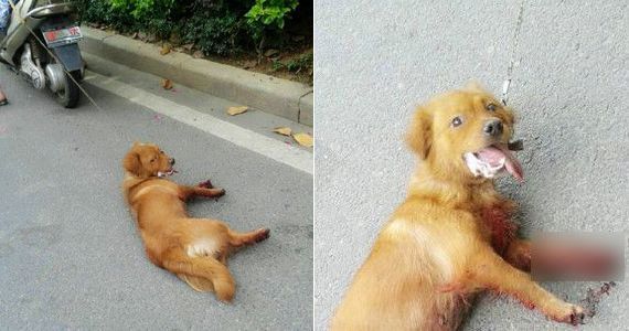 男子飞车拖狗图片