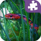 Snake Jigsaw Puzzles