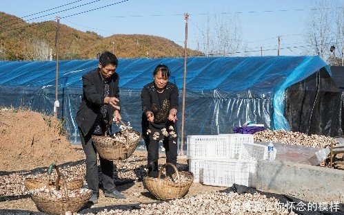 农村夫妇守着深山搞种植,家门口赚大钱,年入12万