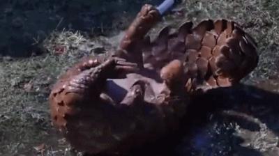 中国科学家发明穿山甲防弹衣,中弹后可自我修