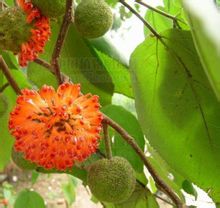 构树又称楮树,桑科构属植物的落叶乔木(broussonetina papyrifera(l.