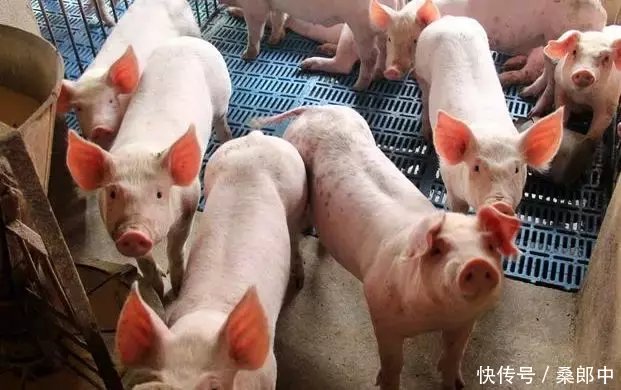 猪价暴跌继续,养猪户该咋办呢?
