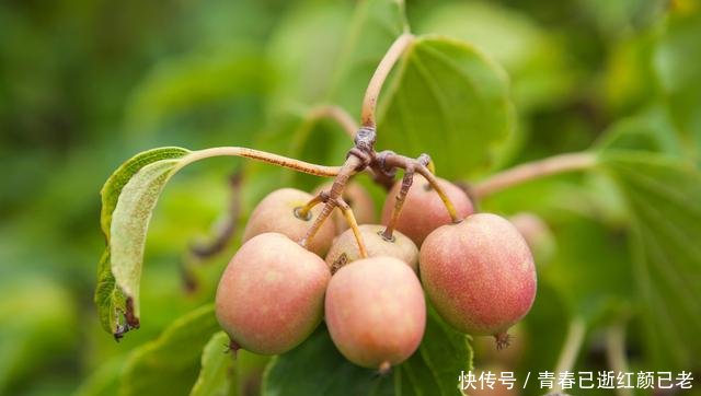 不要再种菜了,农村一种树,随便种都活,来年果