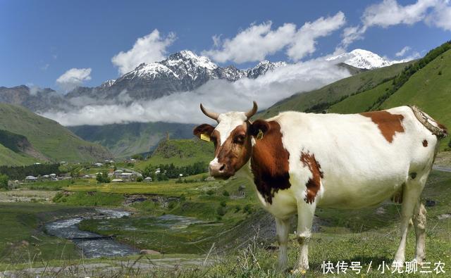 小规模肉牛养殖存在问题及发展前景展望!