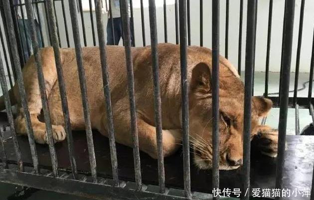 母狮临盆却遭横难,医生来不及愤怒为胎儿接生的手段让人看着都疼 吉祥坊官方平台