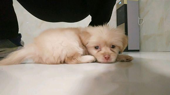 流浪狗饿坏了溜进店里找东西吃,老板娘不依不