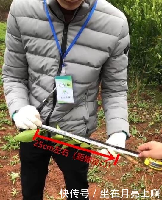 无核沃柑树苗栽培技术视频
