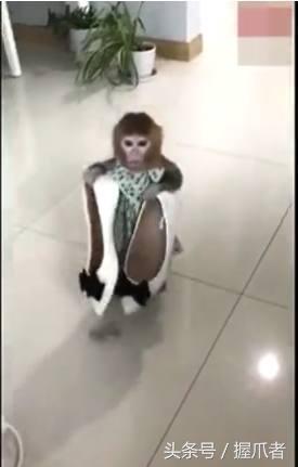 家里养只宠物猴,主人的小帮手、家政小能手,却