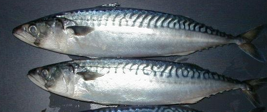 青专鱼与马蛟鱼如何区分?_360问答