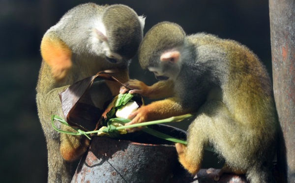 动物园萌货收粽礼 粽子的馅料都是动物爱吃的