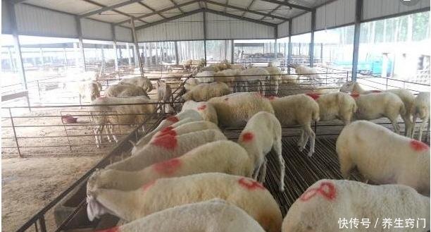 三农农村禁养令禁养区2018农村养殖应该怎么