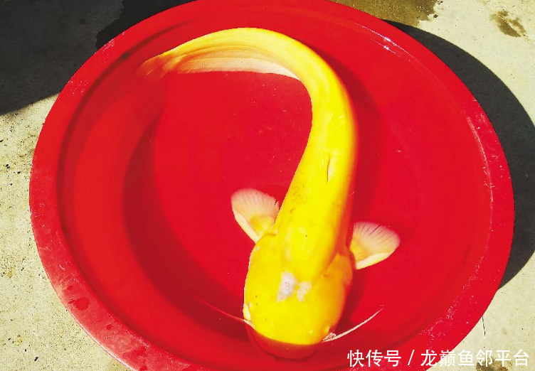 龙巅鱼邻:男子钓到通体金黄大怪鱼 水族馆花1
