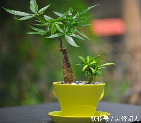 家里万万要摆放这4种植物，不久就能旺财运，有钱人一看就懂