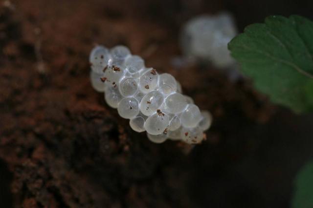 苗族男孩被下蛊,腹痛半年狂吐毛毛虫!最后医生