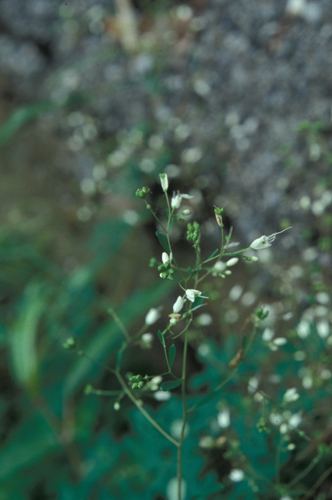 臭节草